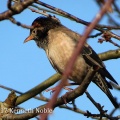 rosy starling (Pastor roseus) Kenneth Noble